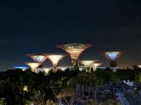 Die Supertrees sind besonders am Abend eine Augenweide
