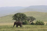 Elefant im Ngorongoro Crater