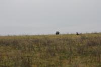 Nashorn im Ngorongoro Crater