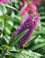 Strauchveronika, Flower Dome Singapur