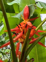 Kleine Banane, Singapur