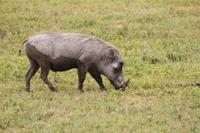 Warzenschwein im Lake Manyara Nationalpark