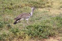 Riesentrappe im Ngorongoro Crater