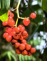 Beeren des Chinesischen Spaltkörbchens im Regenwald