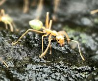 Grüne Baumameise (Oecophylla smaragdina) Kuranda