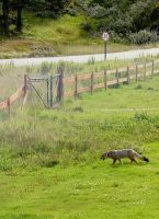 Nationalpark Feuerland, Chile.