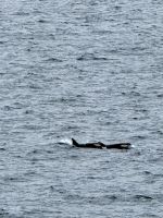 Orca Wal!!!