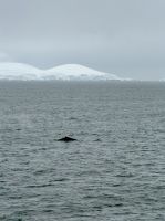 Palmaer Archipiel, Antarktis.