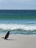 Rookery Bucht, Stanley, Falkland Insel.