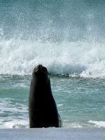 Rookery Bucht, Stanley, Falkland Insel.