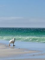 Rookery Bucht, Stanley, Falkland Insel.