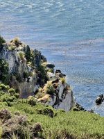 Gypsy Cove, Stanley, Falkalnd Insel.