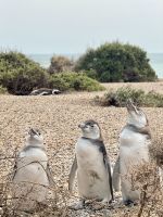 Pinguinkolonie, Halbinsel Valdés, Argentinien.