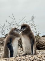 Pinguinkolonie, Halbinsel Valdés, Argentinien.