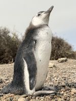 Pinguinkolonie, Halbinsel Valdés, Argentinien.