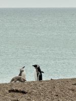 Pinguinkolonie, Halbinsel Valdés, Argentinien.