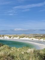 Gypsy Cove, Stanley, Falkalnd Insel.