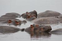 Hippo-Pool im Ngorongoro Crater