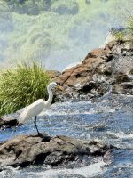 Iguazu-Wasserfälle, Argentinien.