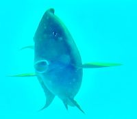 Im U-Boot werden auch wir beobachtet, Great Barrier Reef