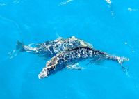 Unsere Crew füttert die Fische und sie kommen in Scharen zum Katamaran