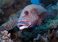 Harlekin-Süßlippenfisch (Plectorhinchus Chaetodonoides) 