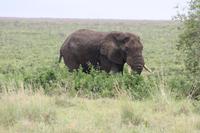 Elefant im Ngorongoro Crater
