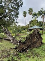 Erinnerungen an jüngstvergangene Hurrikans