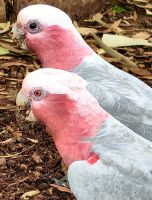 Rosakakadus am Hotel Ayers Rock
