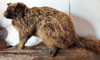 Possum, in Auistralien heimisch, in Neuseeland eine Plage