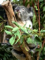 Ein Koala beim Festschmaus, Featherdale Wildlife Park