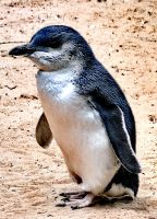 Zwergpinguin (Eudyptula minor) im Featherdale Wildlife Park
