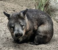 Wombats kommen nur in Australien vor