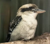 Der Kookaburra oder Lachender Hans gehört zur Familie der Eisvögel 