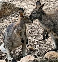 Känguru-Kuscheln, Featherdale Wildlife Park