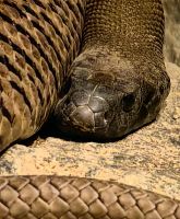 Der Taipan ist die größte Giftschlange Australiens