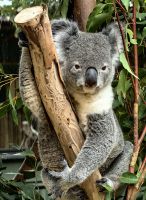 Die Koalas sind natürlich die Hauptattraktion im Featherdale Wildlife Park