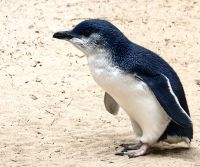 Kleiner australischer Zwergpinguin