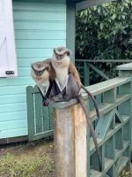 Zutrauliche Mona-Affen