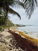 Bathsheba an der wilden Ostküste