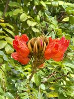 Blüte des afrikanischen Tulpenbaumes