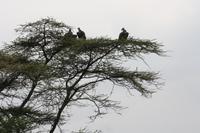 Geier in der Serengeti