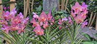 30 Orchideenpracht in Singapur