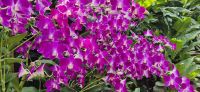 31  Orchideenpracht in Singapur