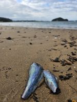 Strand in Paihia 1