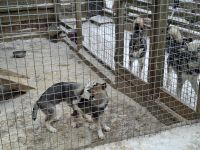 Huskyfarm 