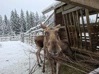 Elch- und Rentierfarm 