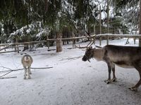 Elch- und Rentierfarm 