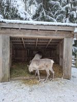 Elch- und Rentierfarm 