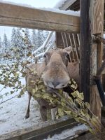 Elch- und Rentierfarm 